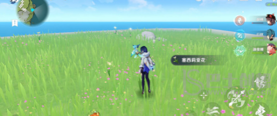 原神塞西莉亚花采集地点