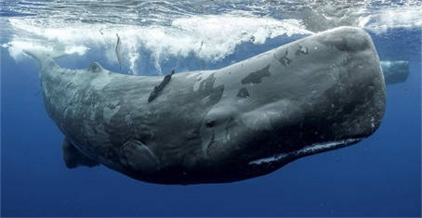 支付宝神奇海洋抹香鲸为什么叫抹香鲸